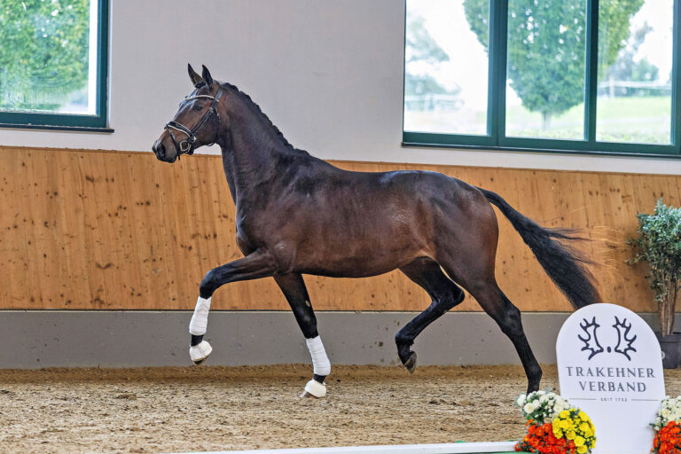 63. Trakehner Hengstmarkt in Neumünster
