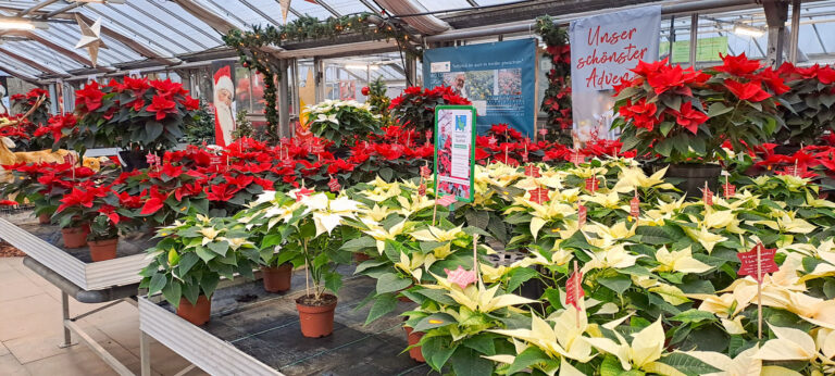 Weihnachtssterne – stimmungsvolle Adventszeit