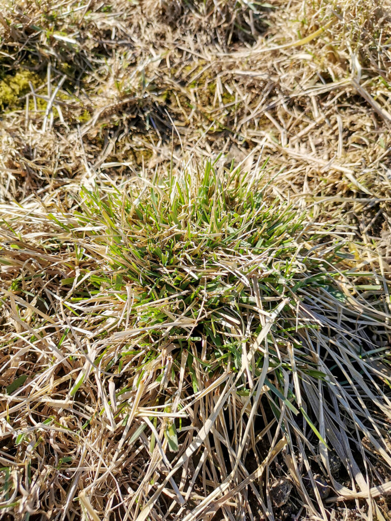Trotz Gänsefraß die Grundfutterversorgung sichern