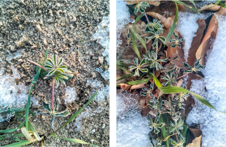 Winterformen von Erbse und Ackerbohne im Kommen