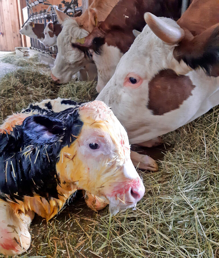 Blauzungenkrankheit: Vorbeugen, wenn es ruhig ist