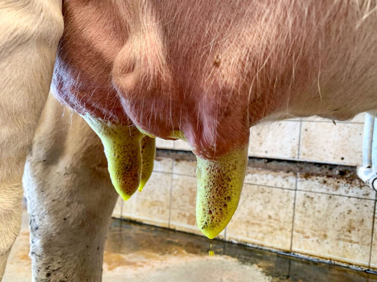 Einstreu kann das Euter krank machen