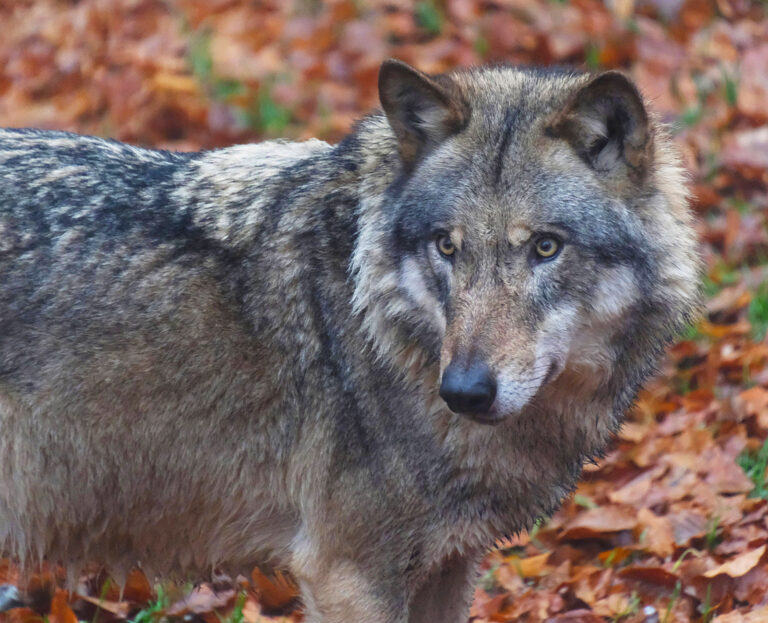 Wolf ins Jagdrecht: Entwurf findet Zustimmung