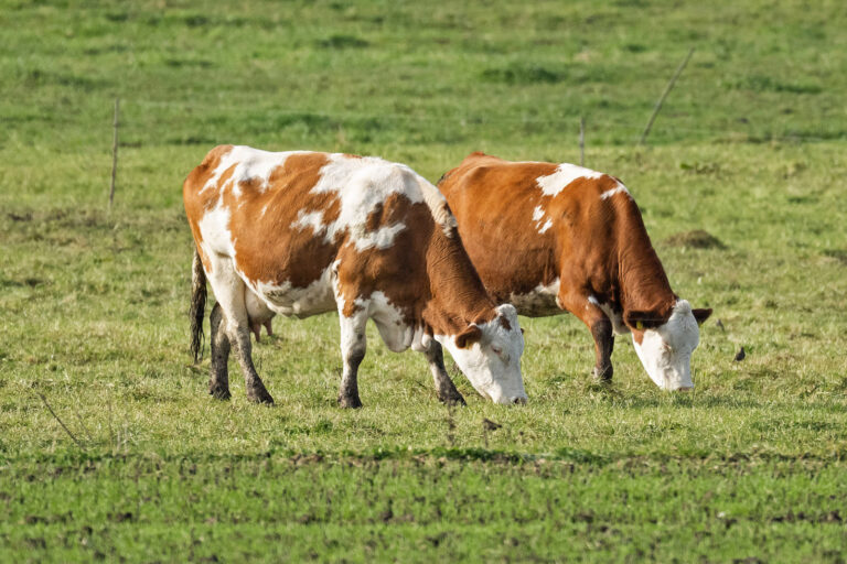 Rindfleisch bleibt teuer