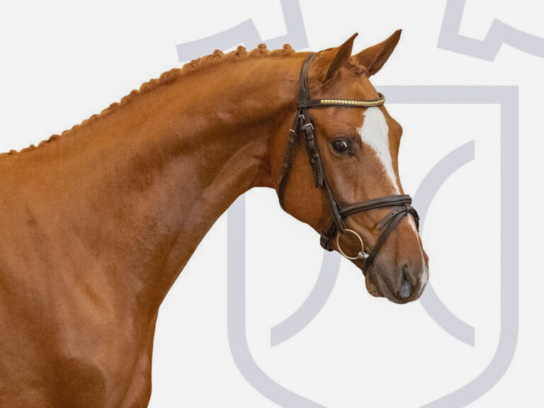 55. Holsteiner Körung und Elite-Reitpferdeauktion