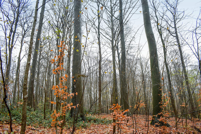 Bäume insgesamt in stabilerem Zustand