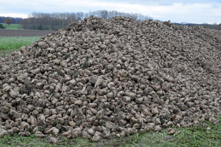 Zuckerindustrie reduziert Rübenfläche