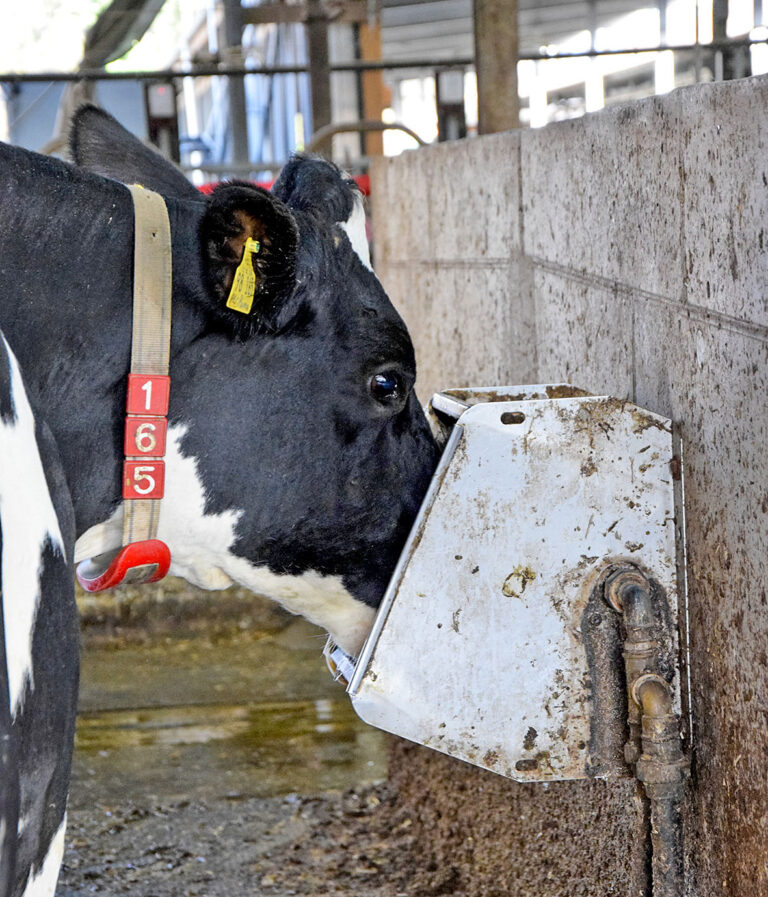 Wasser – das günstigste Futtermittel auf dem Betrieb