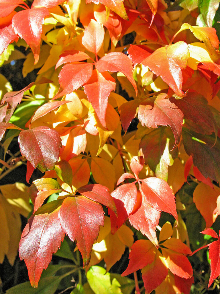Verkleidungskünstler Wilder Wein