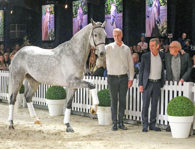 Holsteiner Dior erzielt Spitzenpreis