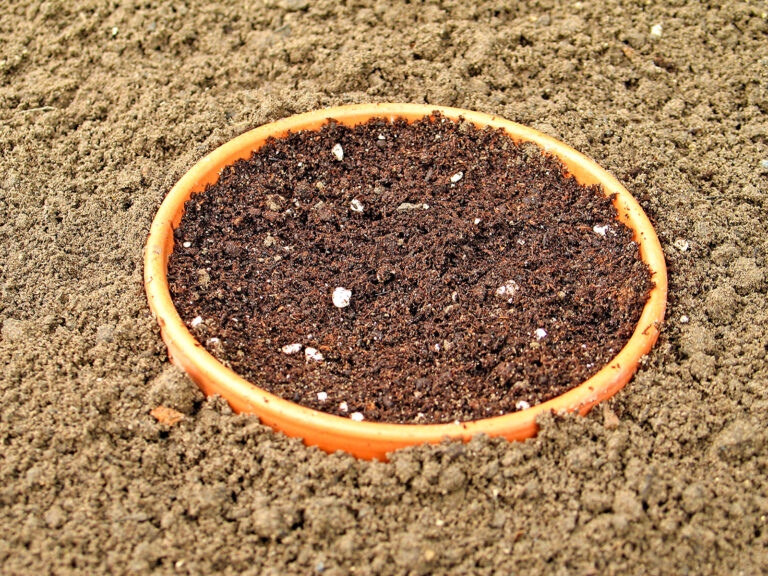 Kaltkeimer jetzt aussäen