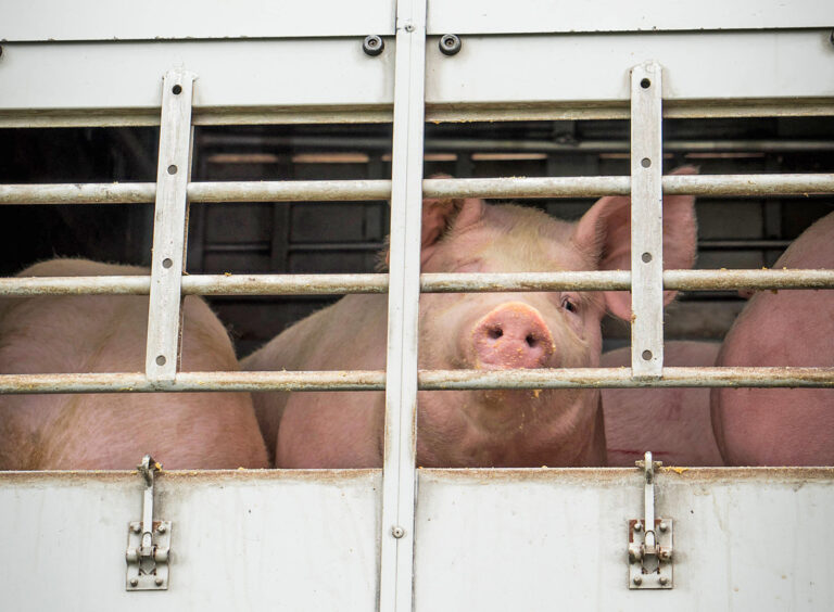 Schlachthof Perleberg ist zu, und nu?