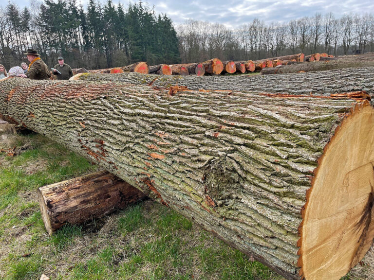 Hochwertige Eiche und Besonderheiten sind gefragt