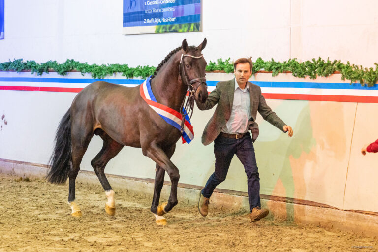 Holsteiner Junghengstkörung mit Auktion in Elmshorn