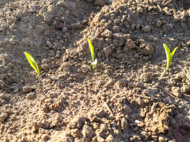 Beizmittel für das Maissaatgut in 2026