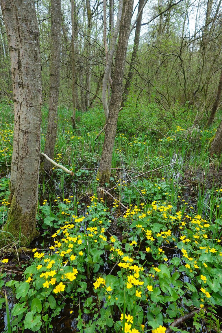 Neues Förderangebot für den Privatwald