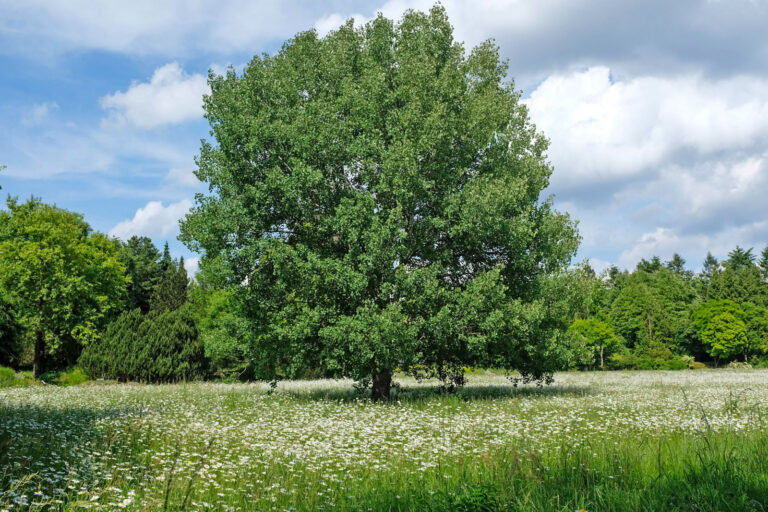 Zitterpappel ist Baum des Jahres 2026