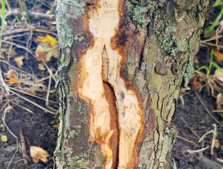 Rodemaßnahmen auf Fehmarn