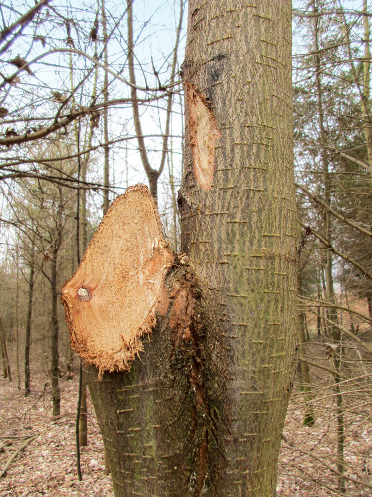 Exakter Schnitt – makelloser Stamm