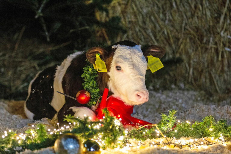 Frohe Weihnachten!