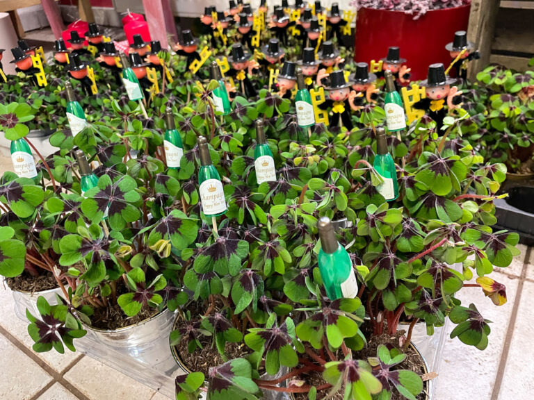 Das Glück kommt aus Schleswig-Holstein