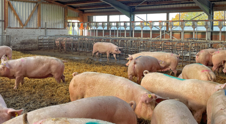 Das Wirtschaftsjahr der Ferkelerzeugung in Zahlen