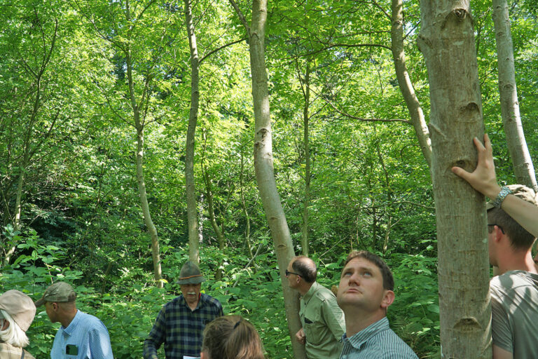 Wenn die Nussbäume in den Wald kommen