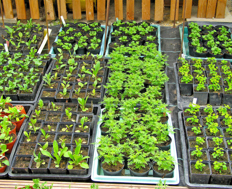 Sommerblumen mit langer Vorkultur