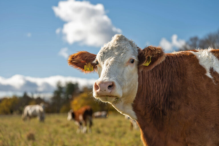 Weniger Importe, mehr Klimaschutz