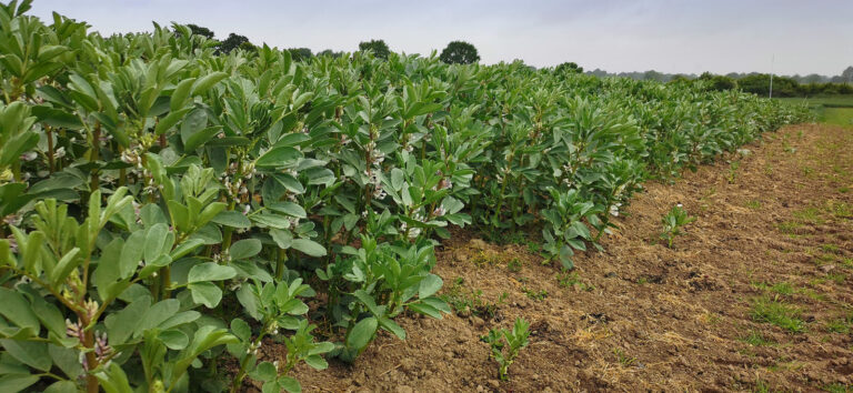 Ein gutes Jahr für den Ackerbohnenanbau