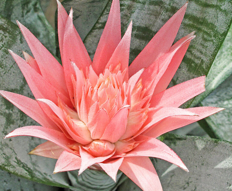 Lichtbedarf von Zimmerpflanzen