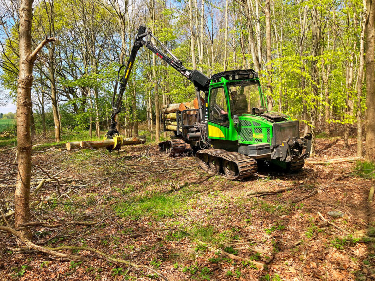 Bestandespflege in einem jungen Laubholzbestand