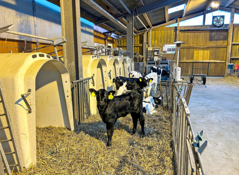 Neue Wege in der Kälberaufzucht