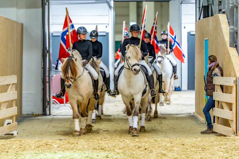 Grüne Woche: Fjordpferde im Rampenlicht