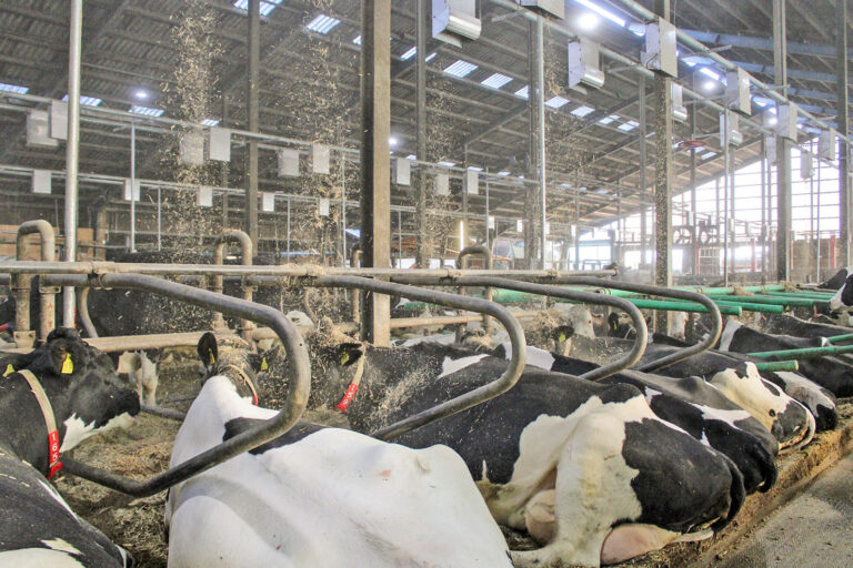 Futterkamp: Automatische Einstreuanlage