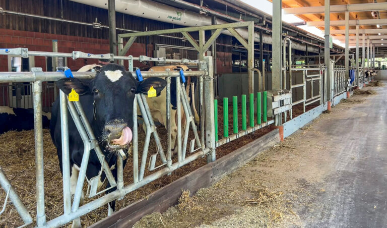 Abkalbe-Separees: Mehr Ruhe für die Kuh