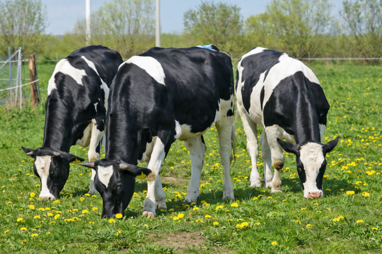 Rindermast in verschiedenen Haltungssystemen