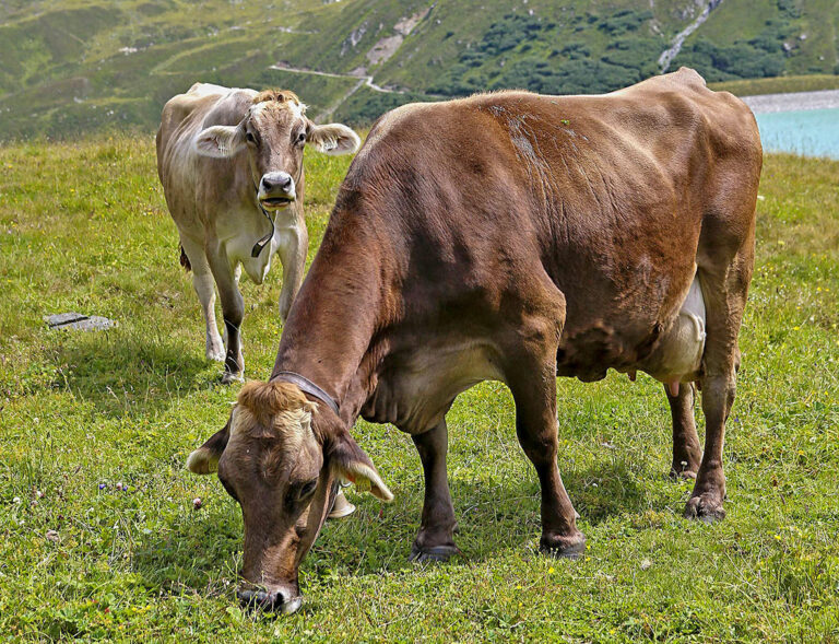 Reduziert China die Zölle?