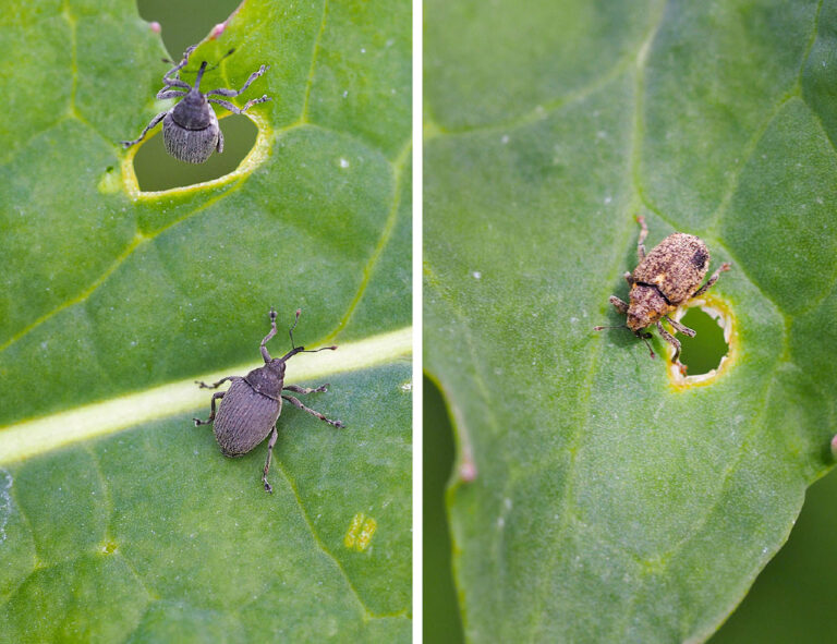 Kenntnisse der Biologie erleichtern die Bekämpfung