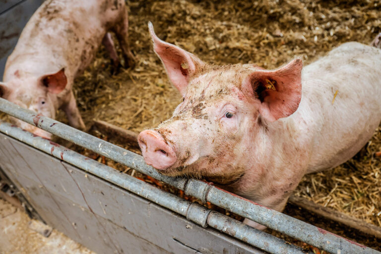 Bioschweine: Knapp und gesucht