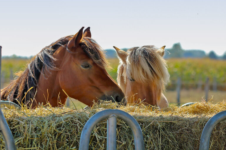 Grundfutterqualität in der Pferdefütterung