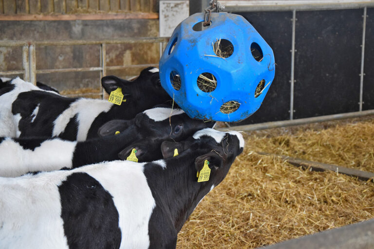Kostenstrukturen in der Tränkephase richtig bewerten