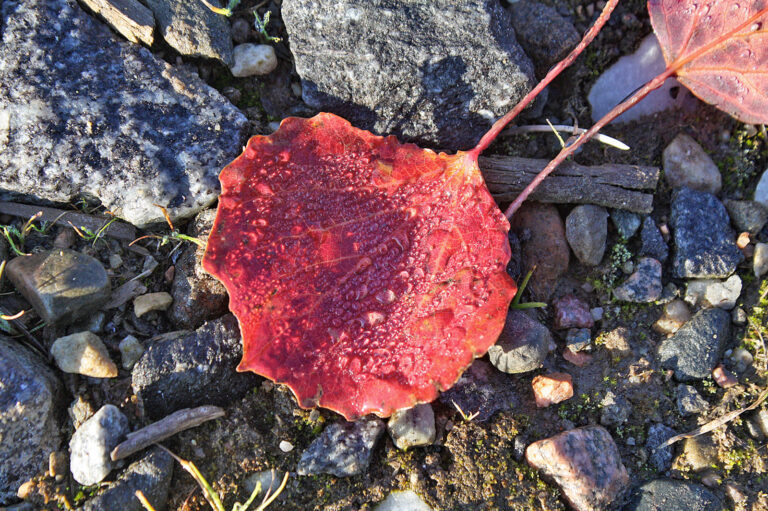 Pionierin des Wandels in Schleswig-Holsteins Wäldern