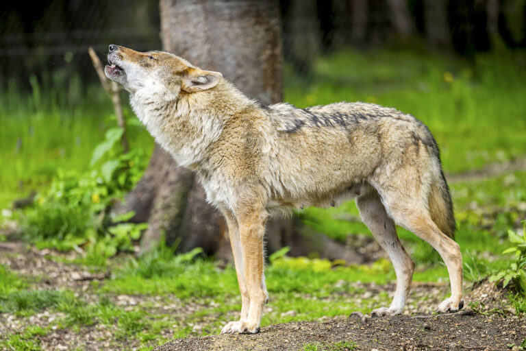 Jagdrecht: Weg für Aufnahme des Wolfs geebnet