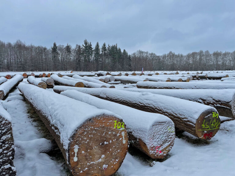 Lebhaftes Käuferinteresse für Spitzenstämme der Saison