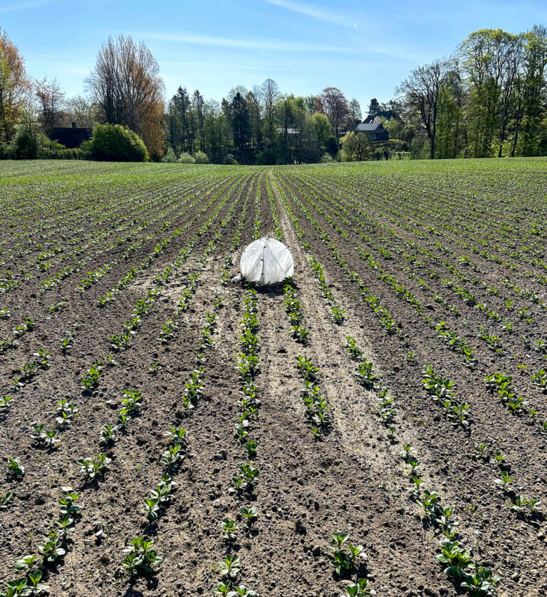 Blattläuse biologisch regulieren