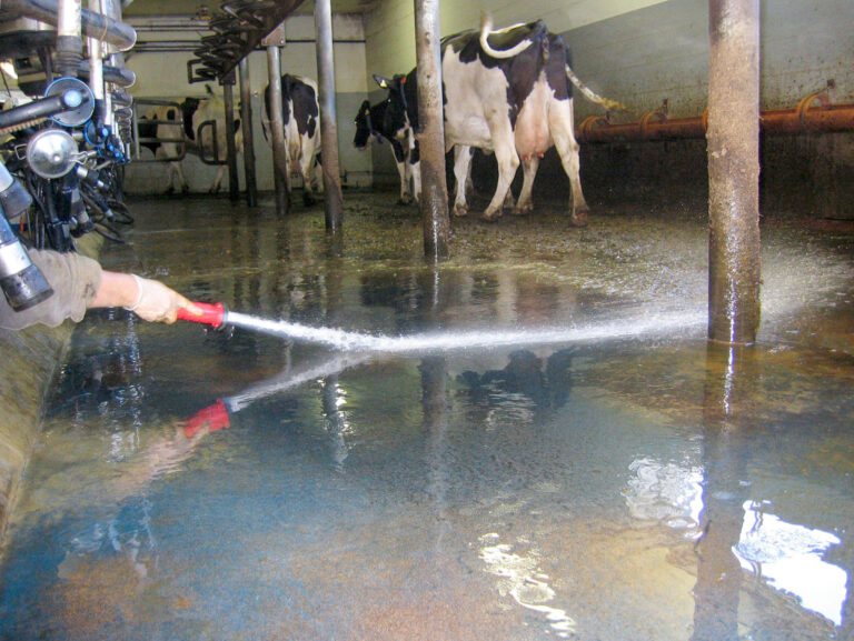 Eutergesundheit und Milchqualität im Blick behalten