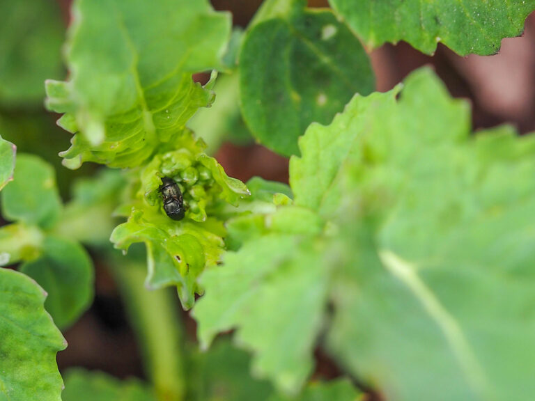 Bekämpfung des Rapsglanzkäfers
