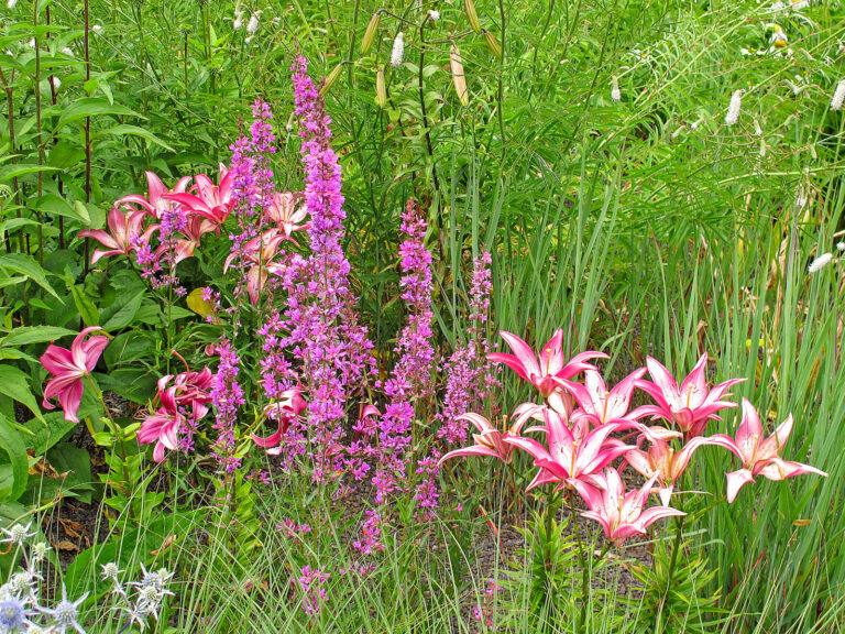 Zwiebelblumen und Blütenstauden