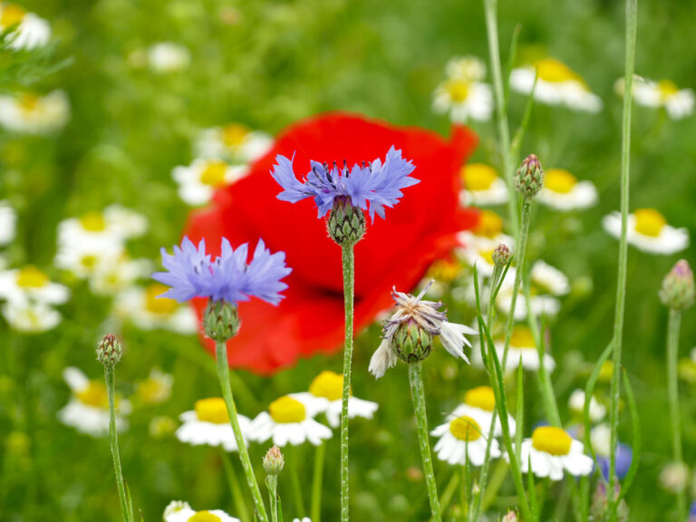 Neue Förderangebote für landwirtschaftliche Betriebe